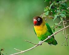 Yellow-collared Lovebird