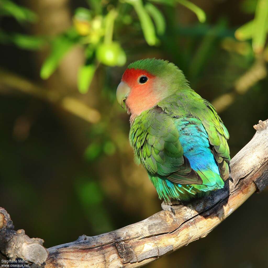 Rosy-faced Lovebirdadult, pigmentation