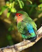 Rosy-faced Lovebird