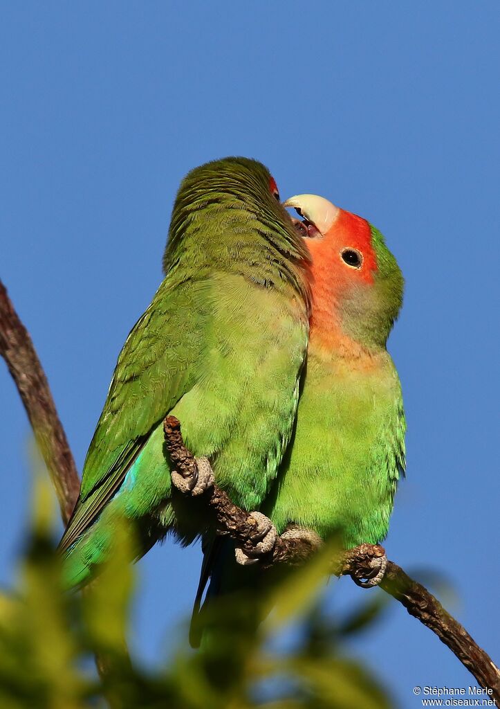 Rosy-faced Lovebirdadult