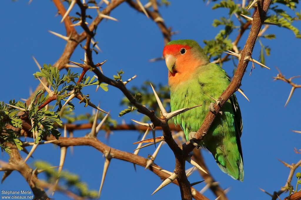 Rosy-faced Lovebirdadult, close-up portrait