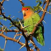 Rosy-faced Lovebird