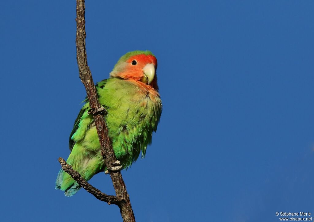 Rosy-faced Lovebirdadult