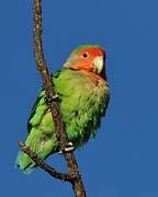 Rosy-faced Lovebird