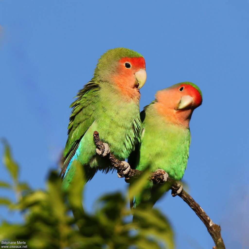 Rosy-faced Lovebirdadult, pigmentation, Behaviour