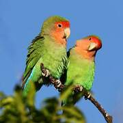 Rosy-faced Lovebird