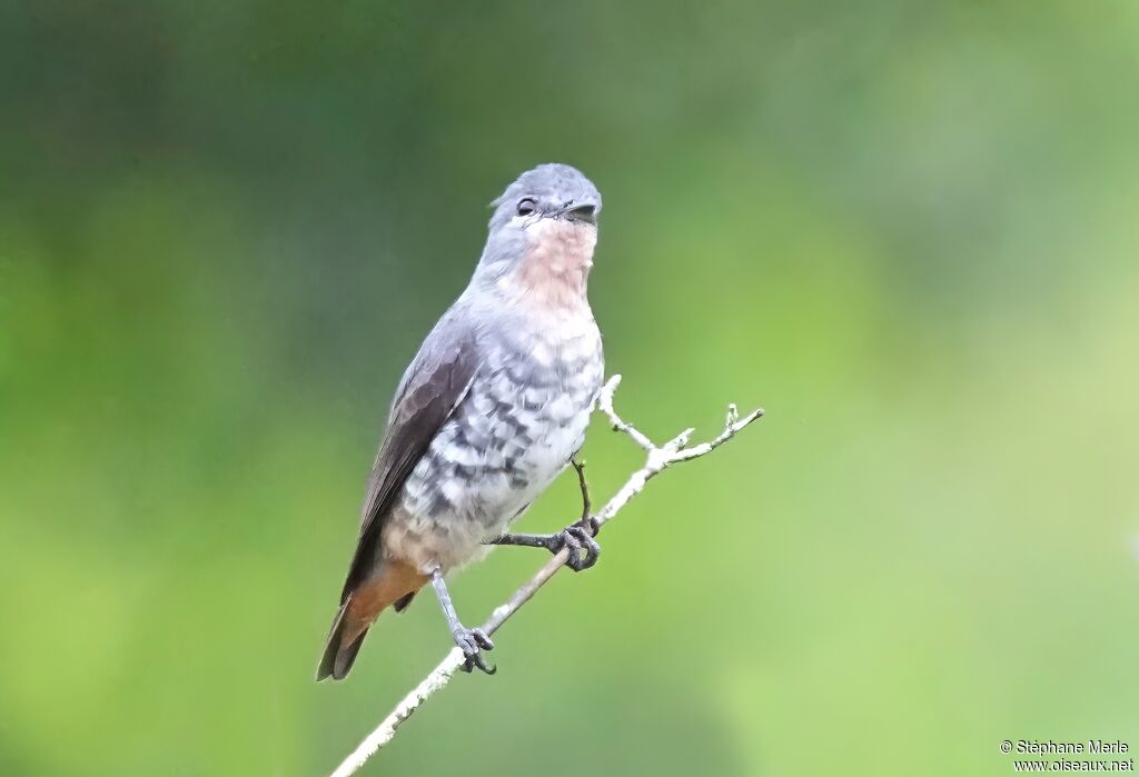 Iodopleure manakin adulte