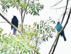 Asian Fairy-bluebird