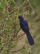 Abyssinian Scimitarbill