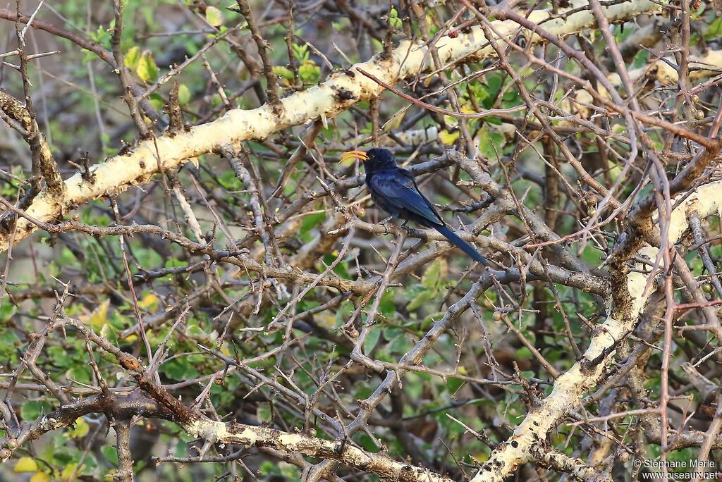 Abyssinian Scimitarbill