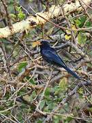 Abyssinian Scimitarbill