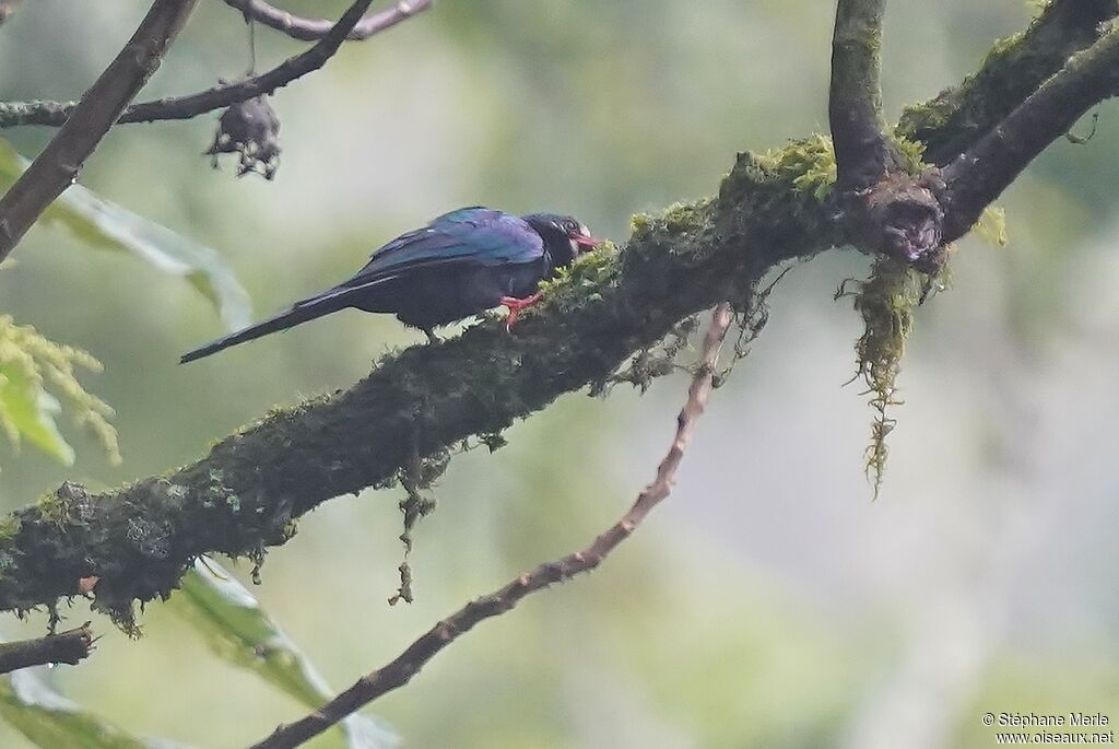 White-headed Wood Hoopoeadult