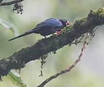 White-headed Wood Hoopoe