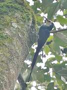 White-headed Wood Hoopoe