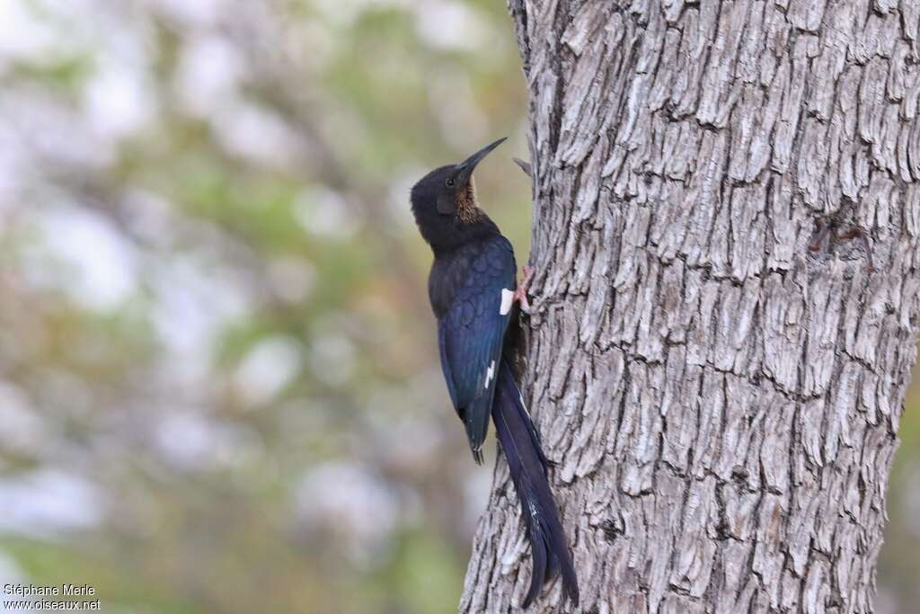 Violet Wood Hoopoe, identification