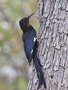 Violet Wood Hoopoe