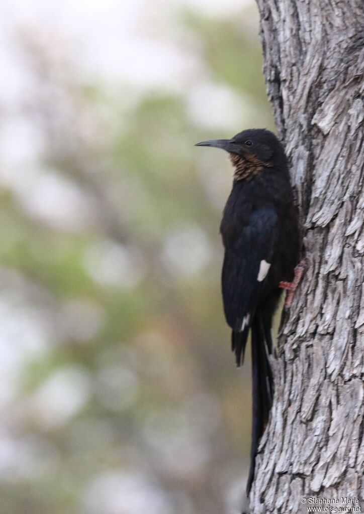 Violet Wood Hoopoe