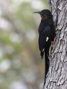 Violet Wood Hoopoe