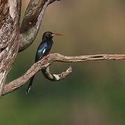 Violet Wood Hoopoe