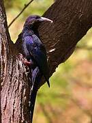 Green Wood Hoopoe