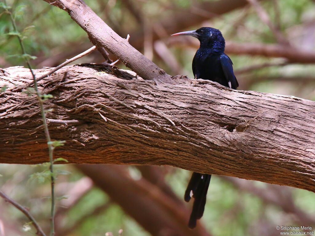 Green Wood Hoopoesubadult