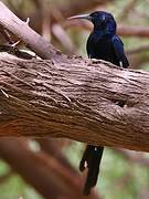 Green Wood Hoopoe