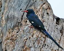 Green Wood Hoopoe