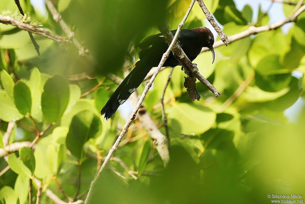 Common Scimitarbill