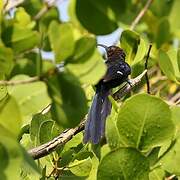 Common Scimitarbill