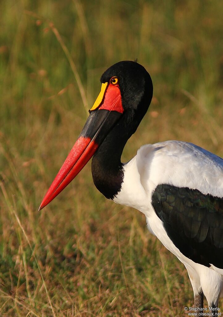 Jabiru d'Afrique femelle adulte