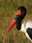 Saddle-billed Stork