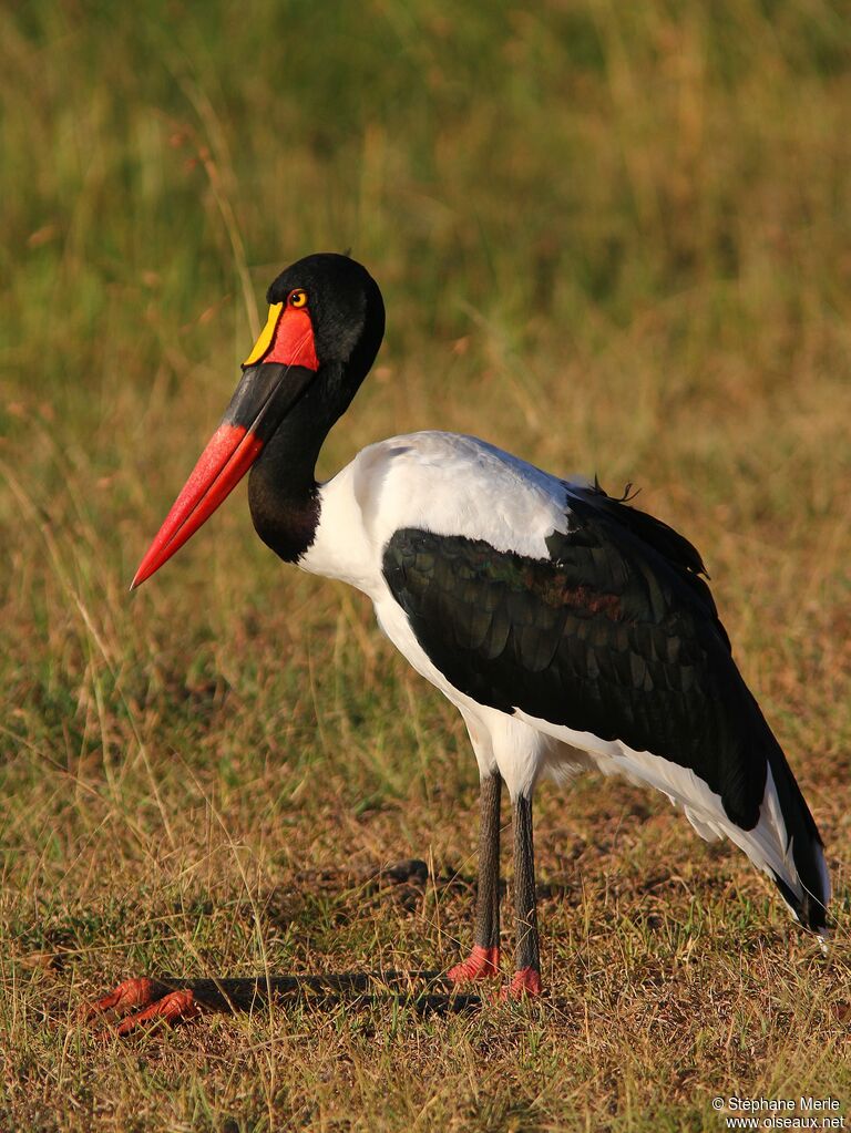 Jabiru d'Afrique femelle adulte