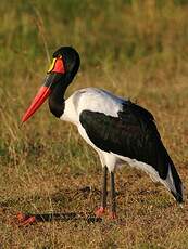 Jabiru d'Afrique