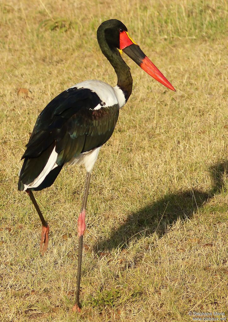 Jabiru d'Afrique mâle adulte