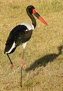 Saddle-billed Stork