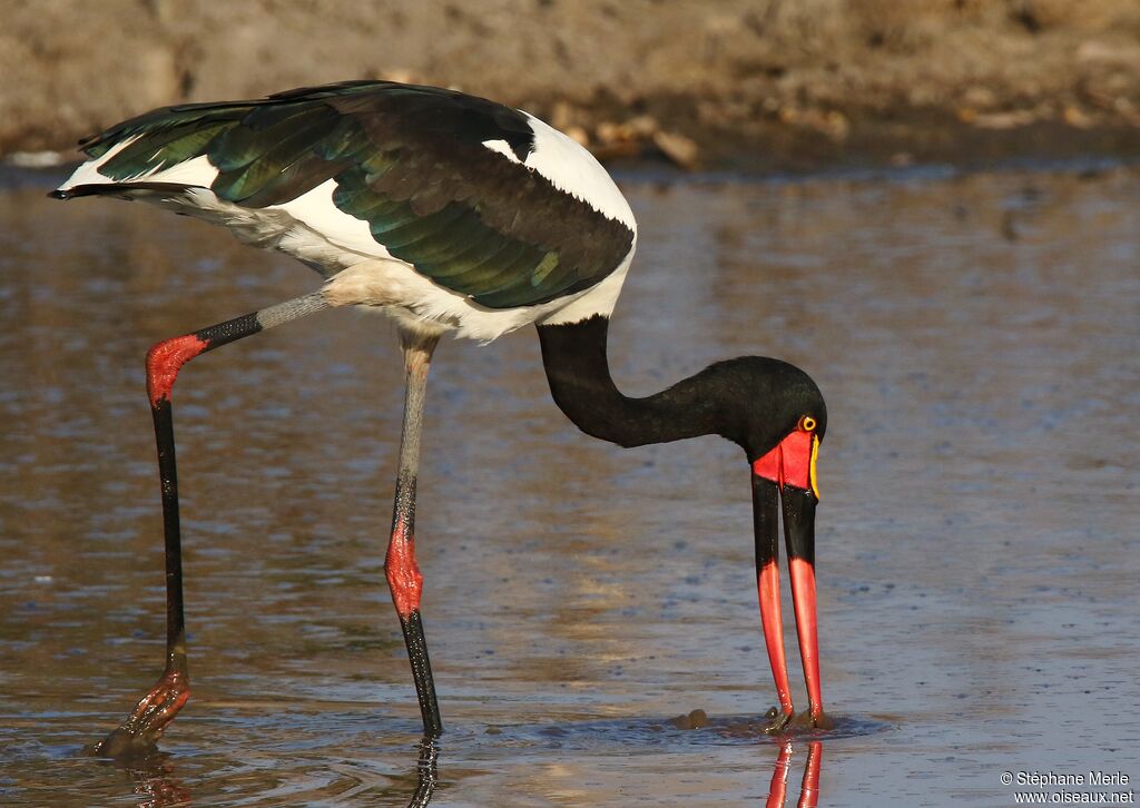 Jabiru d'Afrique femelle adulte