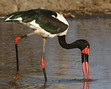 Saddle-billed Stork