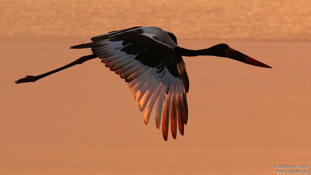 Jabiru d'Afriqueadulte