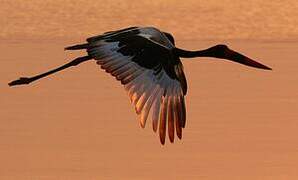 Saddle-billed Stork