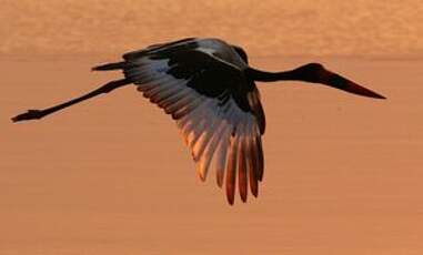 Jabiru d'Afrique