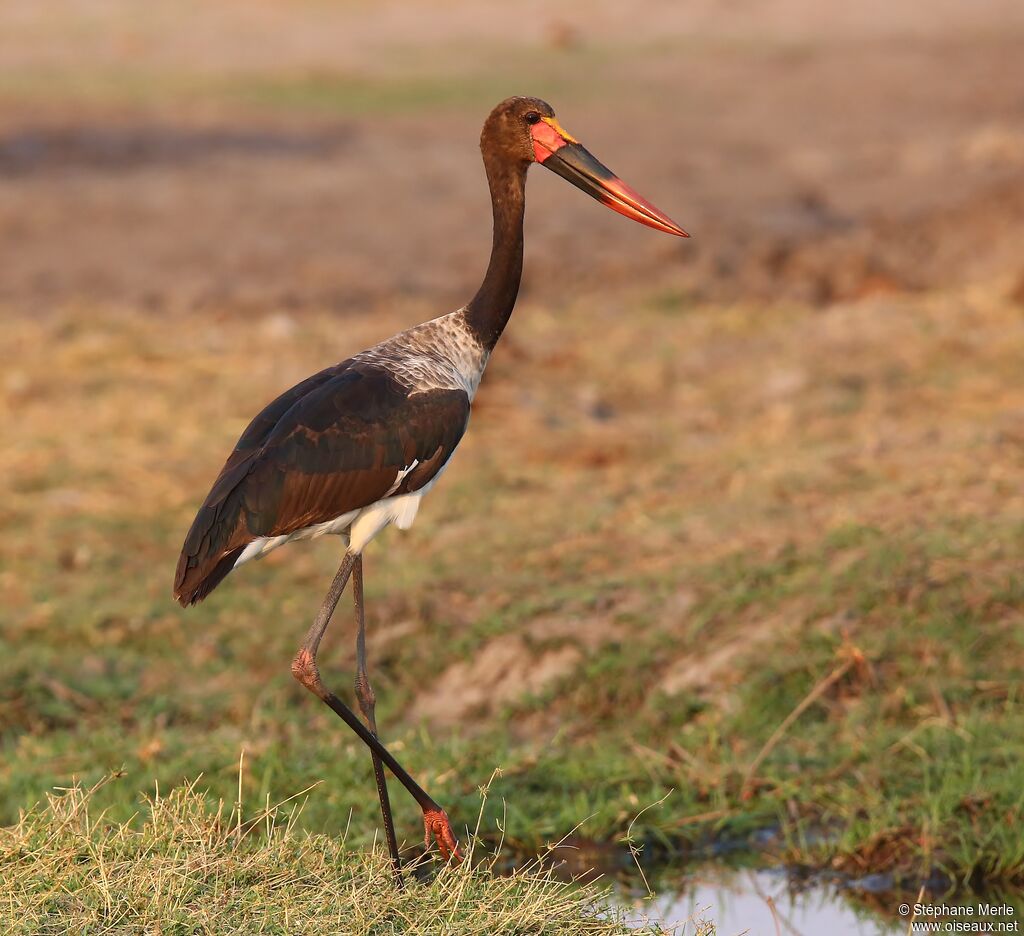 Jabiru d'Afriqueimmature