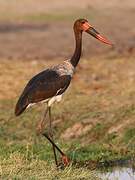 Saddle-billed Stork