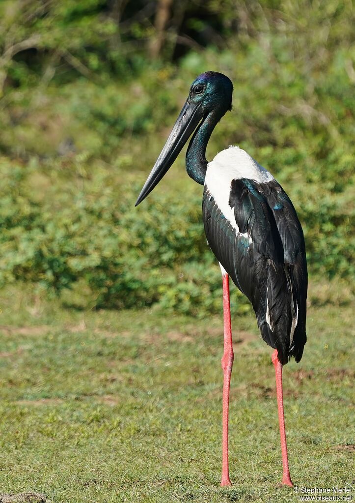 Jabiru d'Asie mâle adulte