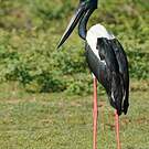 Jabiru d'Asie