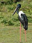 Jabiru d'Asie