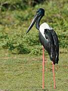 Black-necked Stork