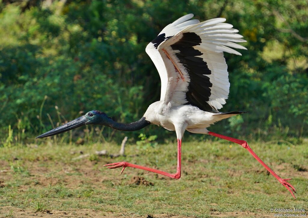 Jabiru d'Asie mâle adulte