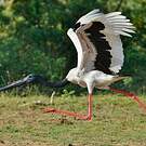 Jabiru d'Asie