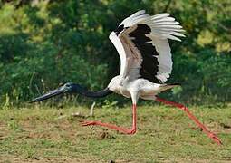 Black-necked Stork