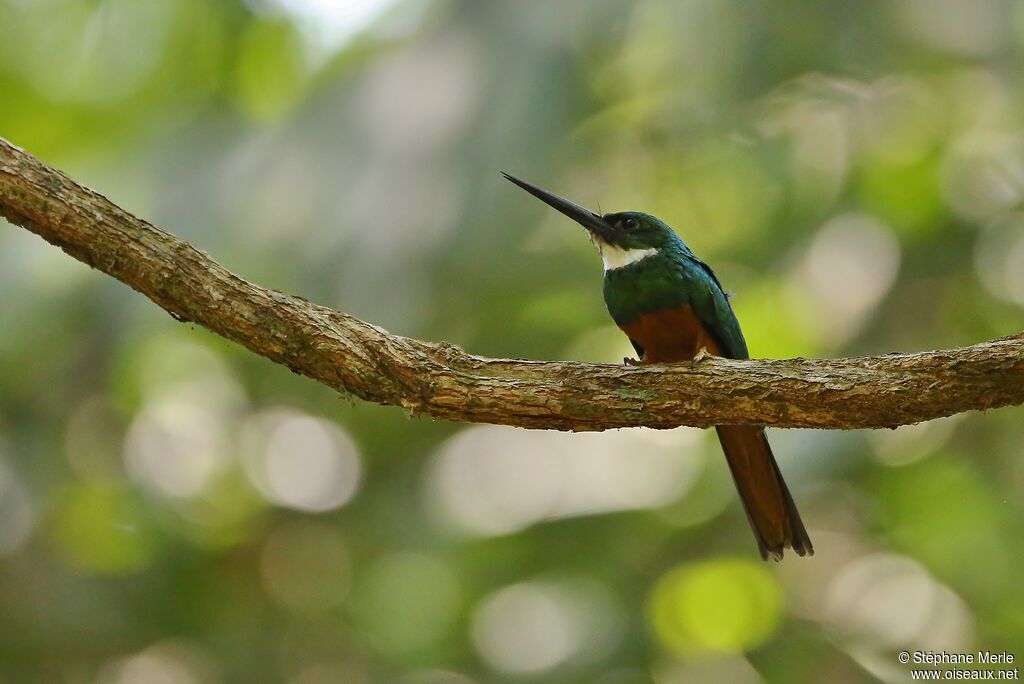 Rufous-tailed Jacamar male adult